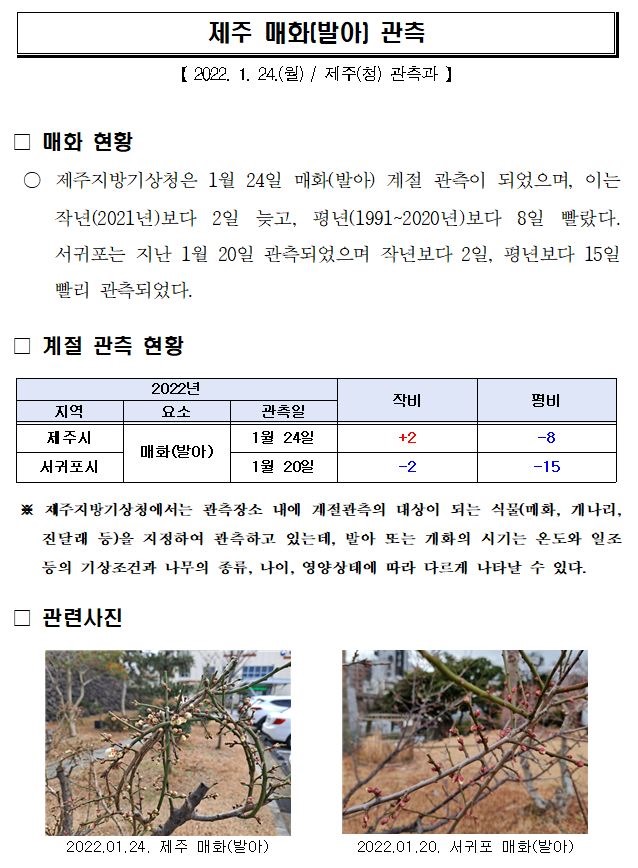 제주 매화(발아) 관측.JPG