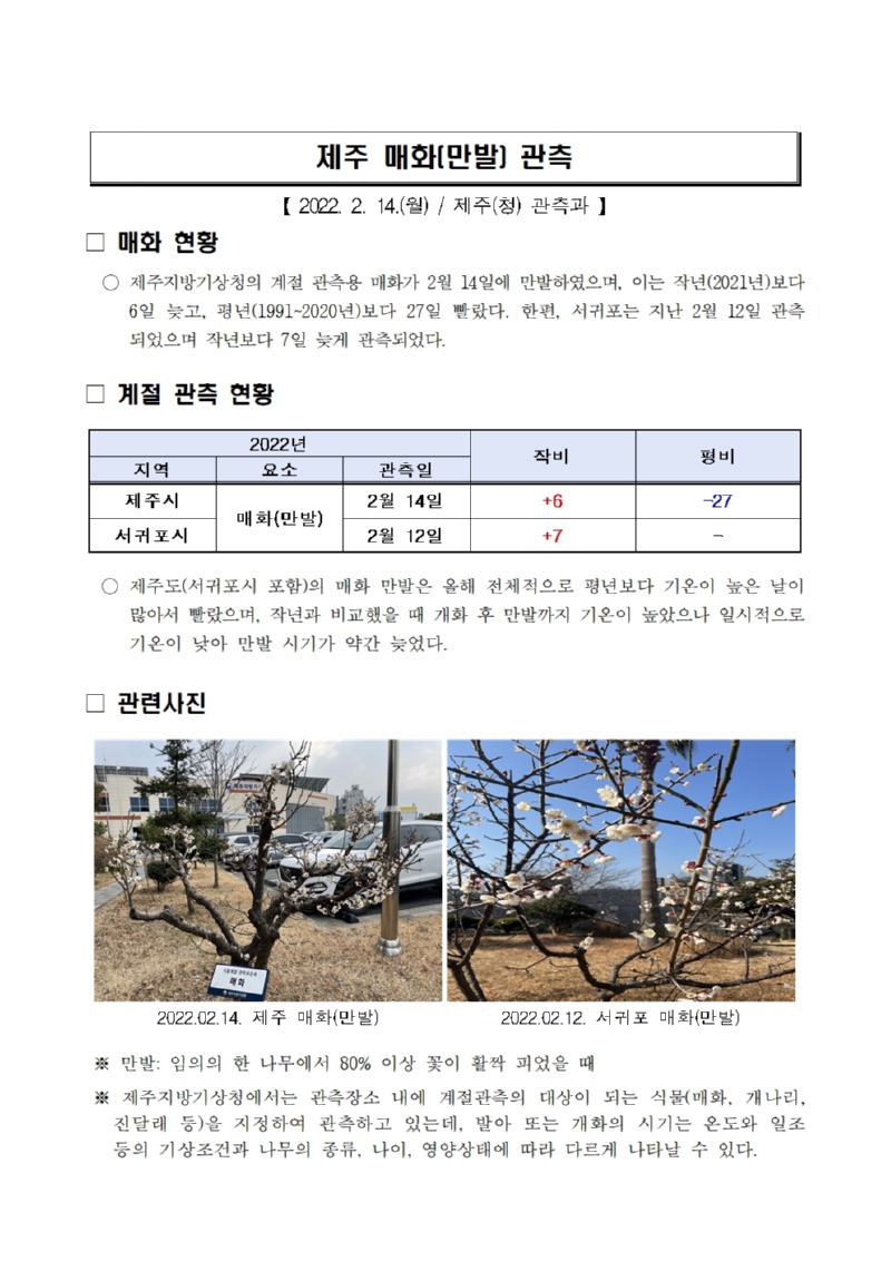 제주 매화(만발) 관측.jpg