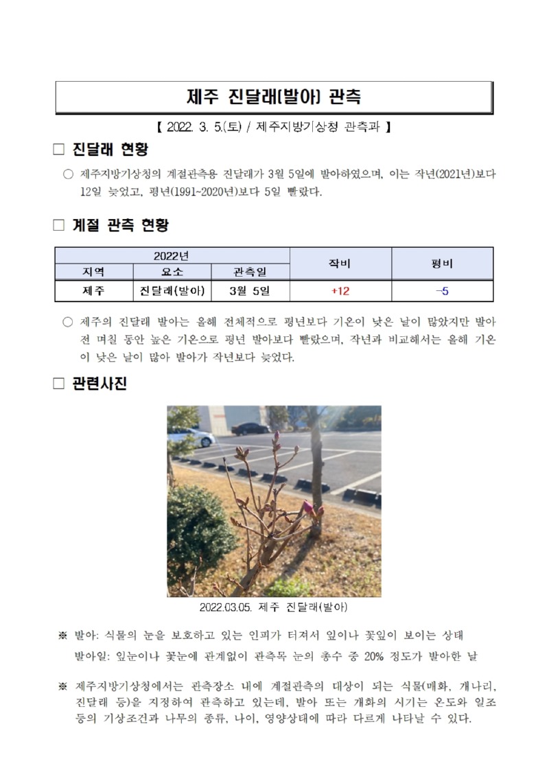 제주 진달래(발아) 관측001.jpg