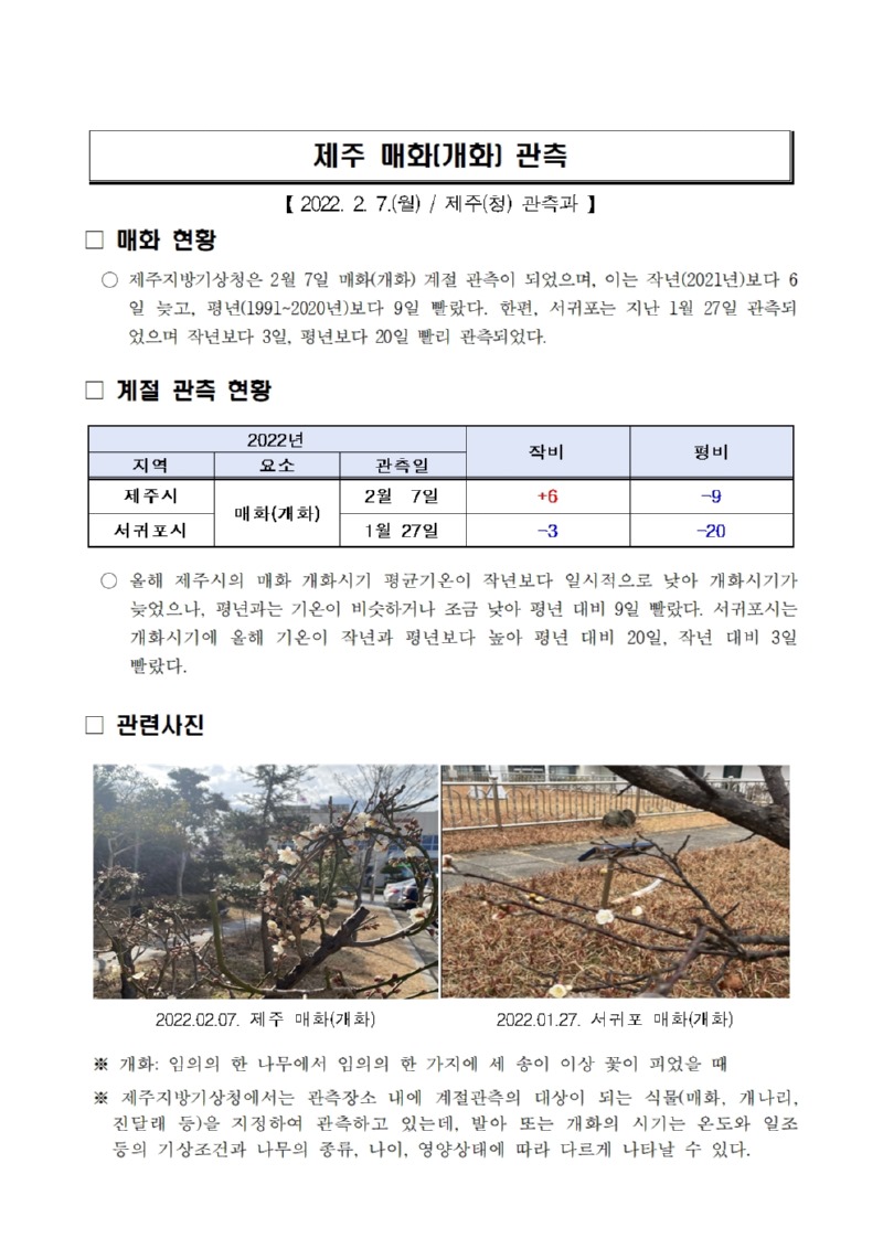 제주 매화(개화) 관측001.jpg