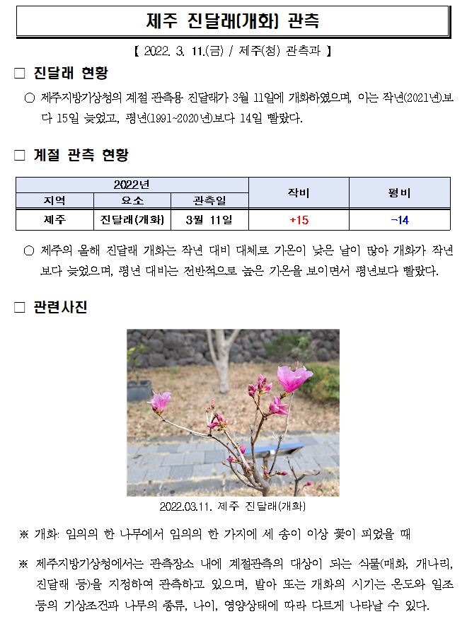 제주 진달래(개화) 관측.JPG