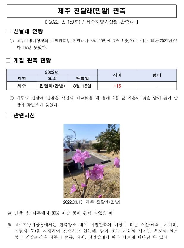 진달래 만발.JPG