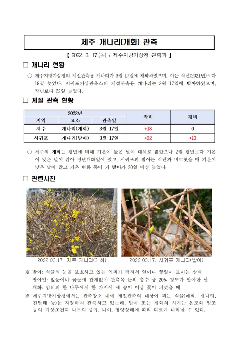 제주 개나리(개화) 관측001.jpg