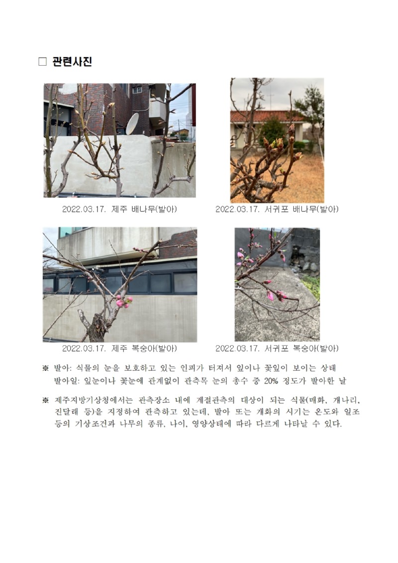 제주 배나무, 복숭아(발아) 관측002.jpg