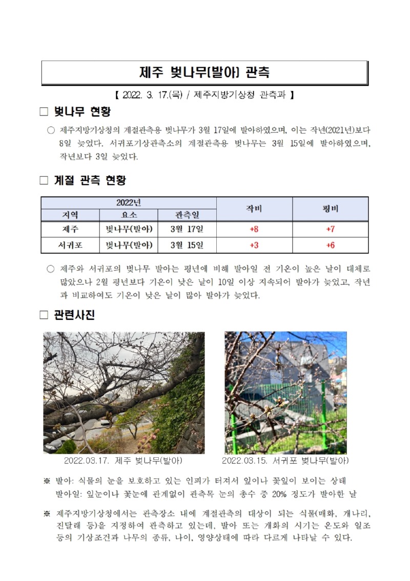 제주 벚나무(발아) 관측001.jpg