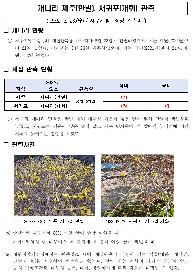 개나리 제주(만발), 서귀포(개화) 관측.JPG