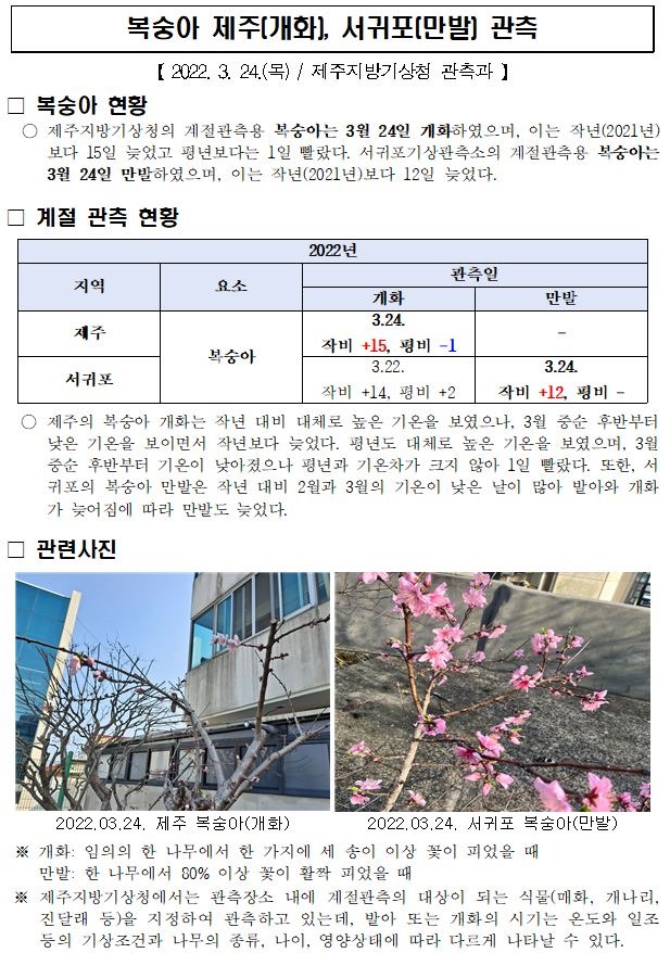 복숭아 제주(개화), 서귀포(만발) 관측.JPG