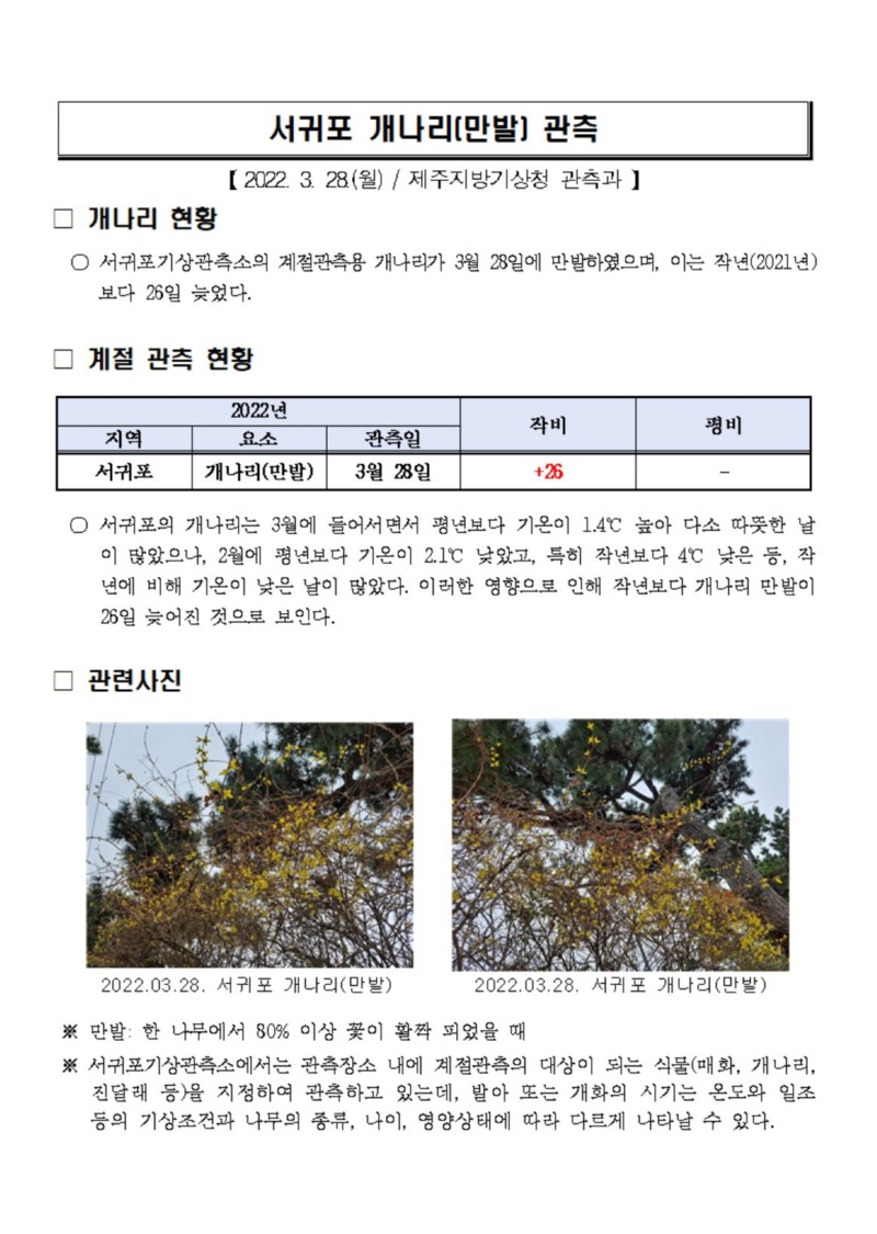 개나리만발_캡처.JPG