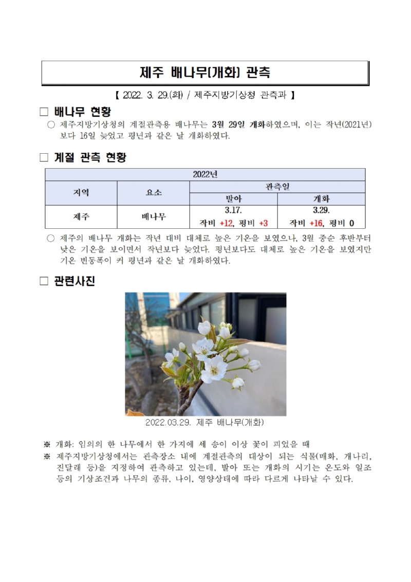 제주 배나무(개화) 관측001.jpg
