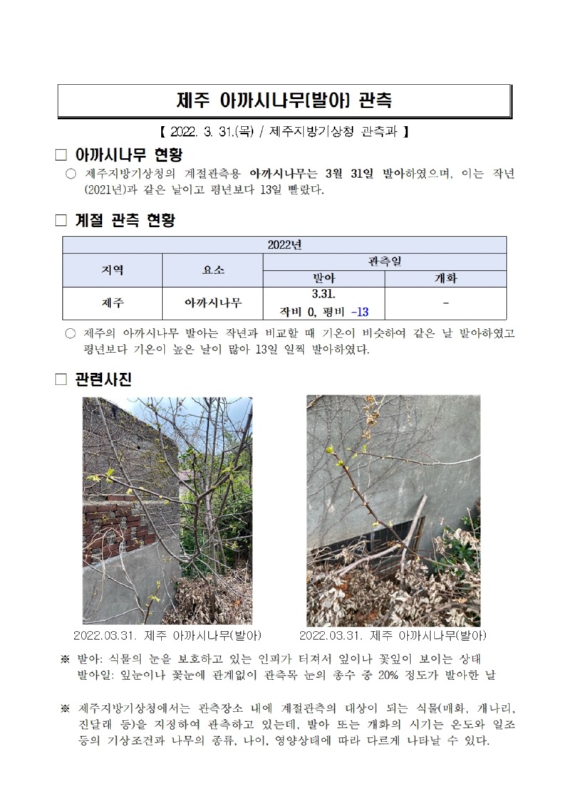 제주 아까시나무(발아) 관측001.jpg