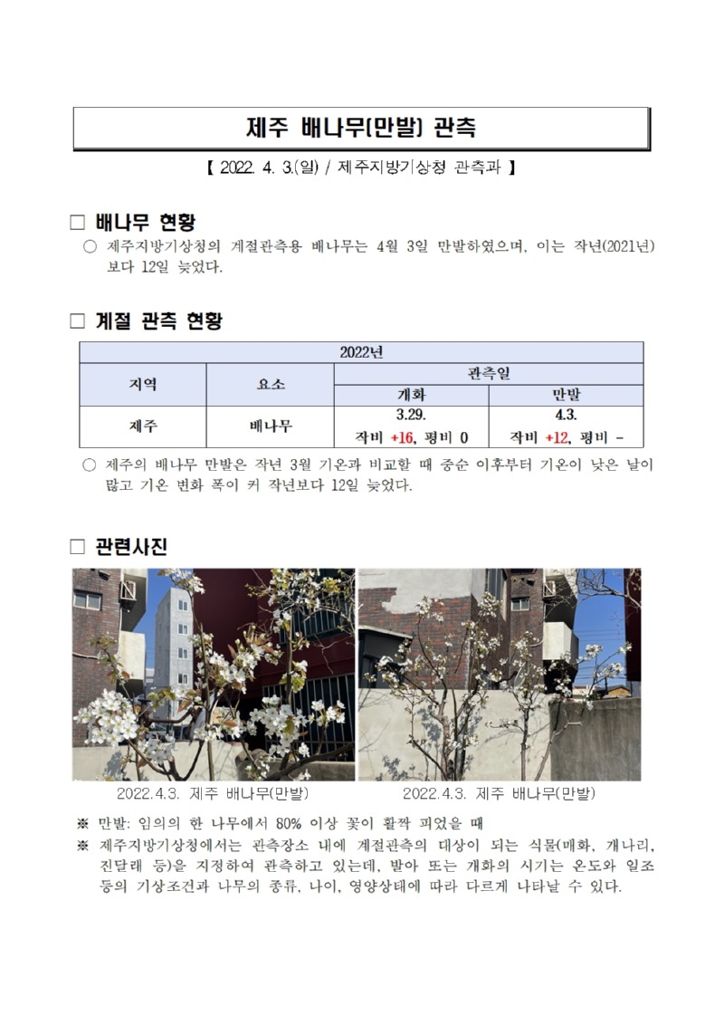 제주 배나무(만발) 관측001.jpg