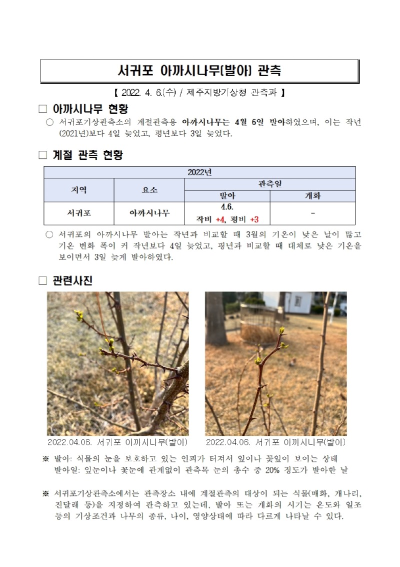 서귀포 아까시나무(발아) 관측001.jpg