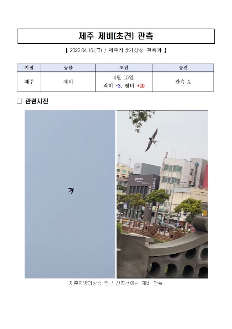 제주 제비(초견) 관측001.jpg