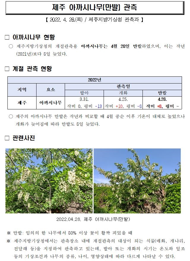 제주 아까시나무(만발) 관측.JPG