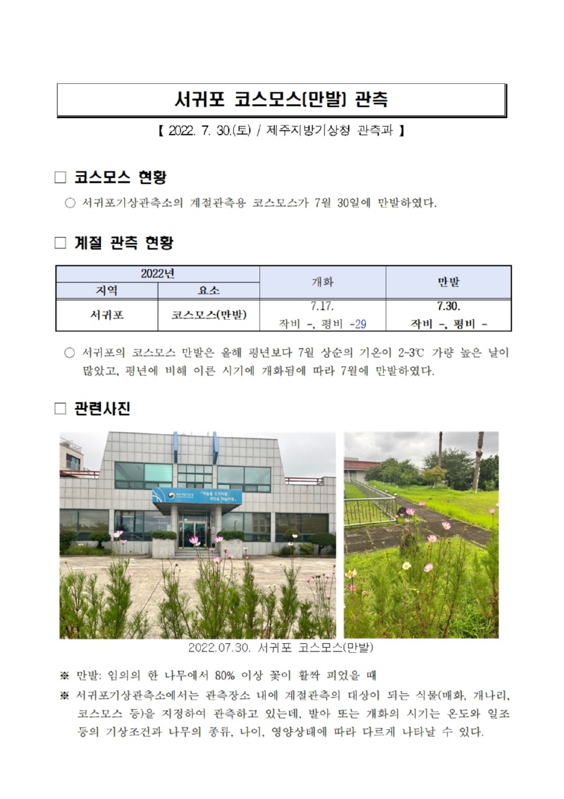 서귀포 코스모스(만발) 관측.jpg