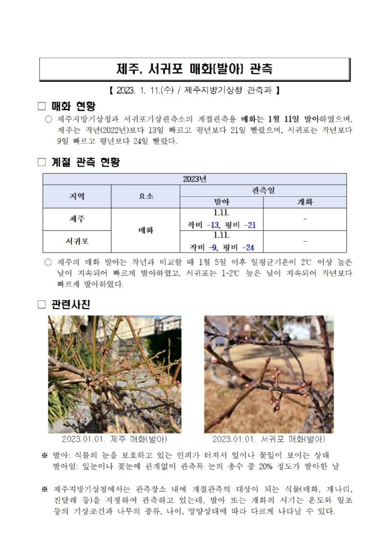 제주, 서귀포 매화(발아) 관측001.jpg