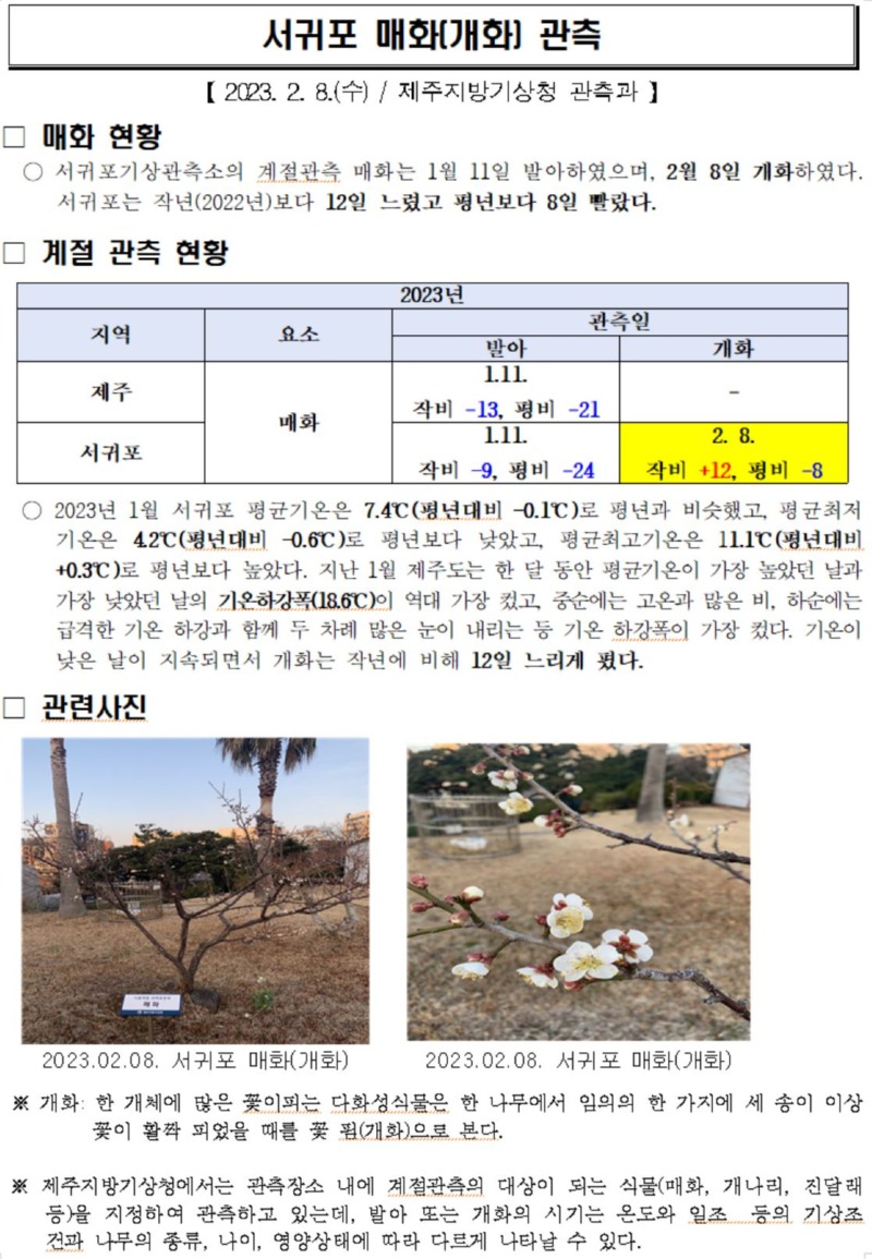 서귀포 매화.JPG