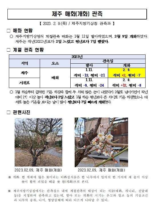 제주 매화(개화) 관측001.jpg