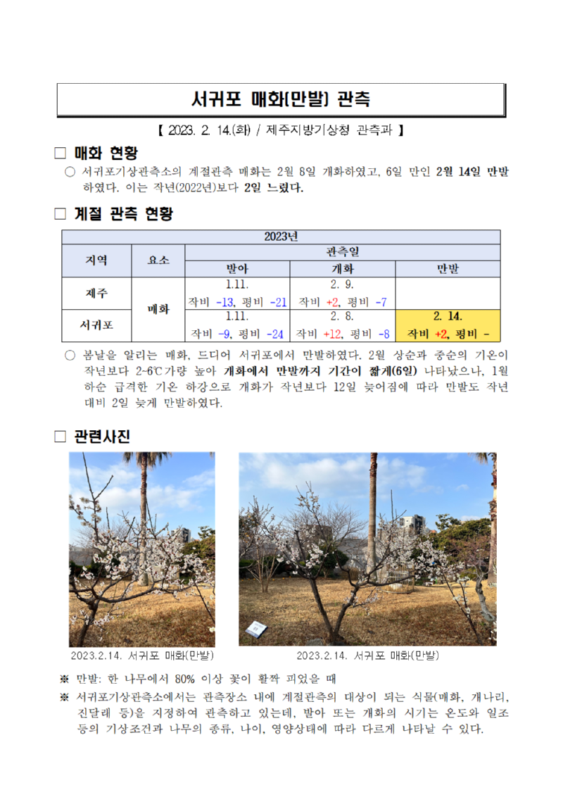 서귀포 매화(만발) 관측001.png