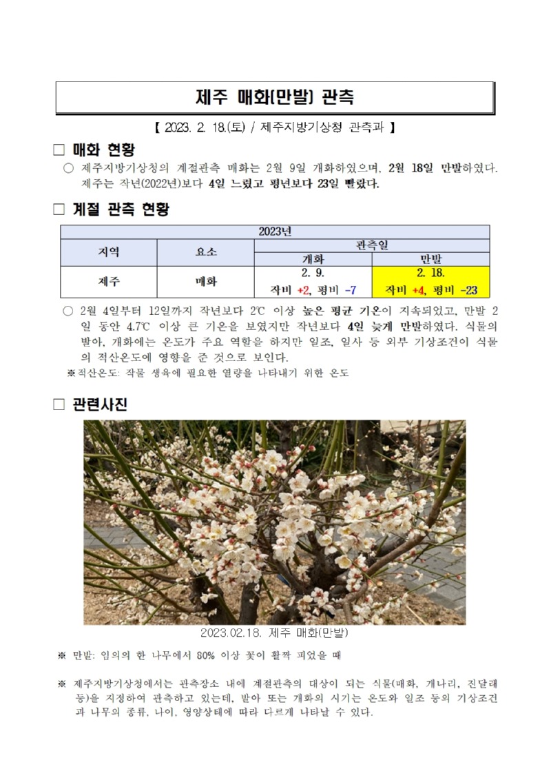 제주 매화(만발) 관측001.jpg