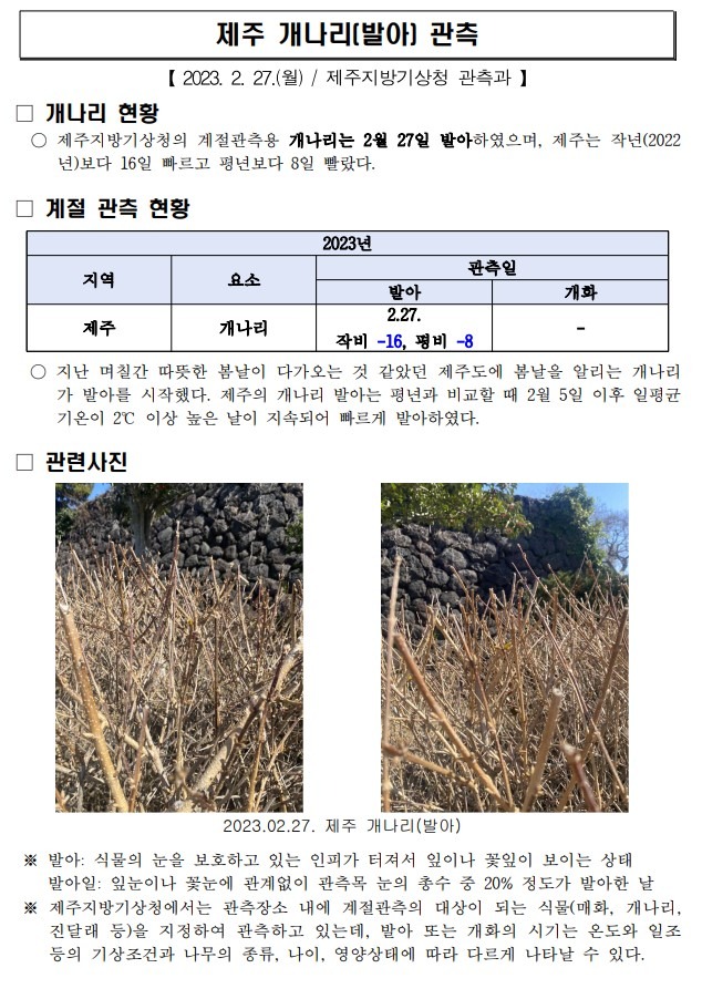 제주 개나리(발아) 관측.jpg