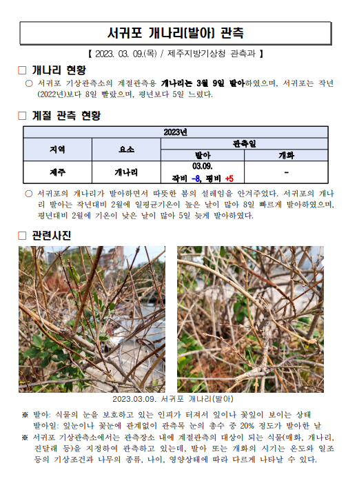 서귀포 개나리발아.png
