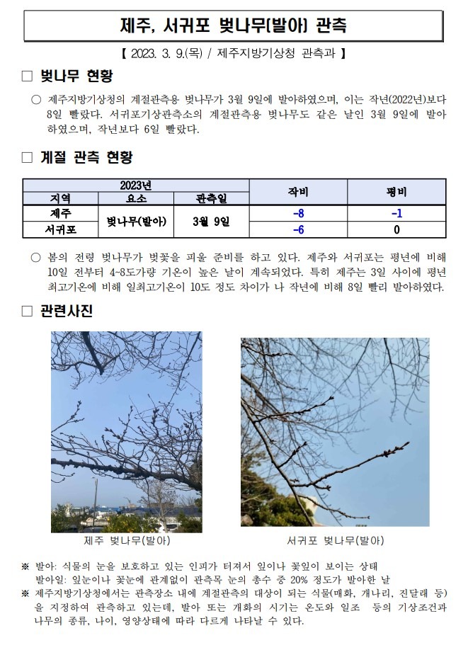 제주, 서귀포 벚나무(발아) 관측.jpg
