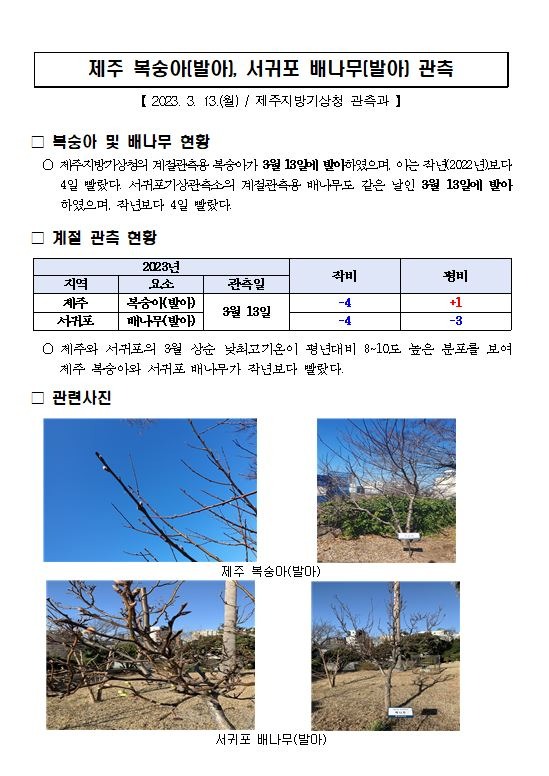 제주 복숭아(발아), 서귀포 배나무(발아) 관측.JPG