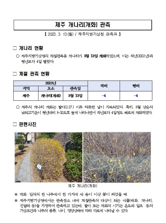 제주 개나리(개화) 관측.JPG