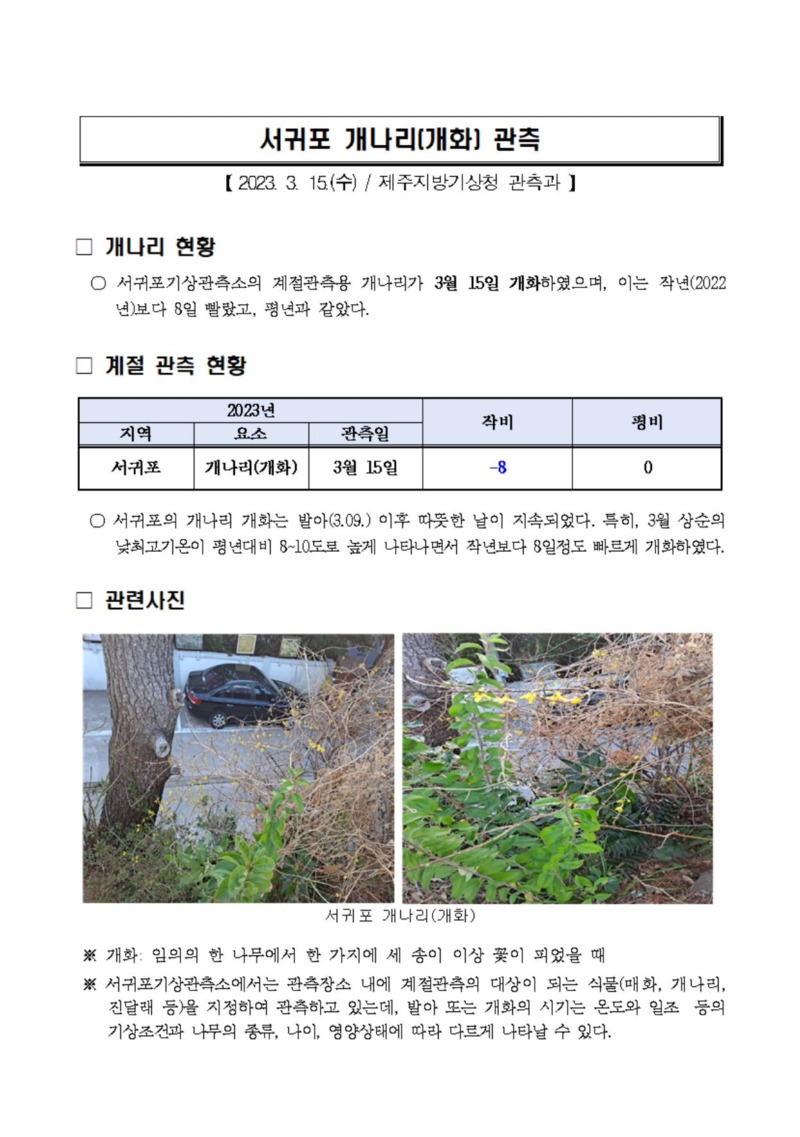 개나리 캡처.JPG