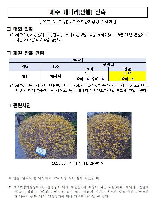 제주 개나리(만발) 관측001.jpg