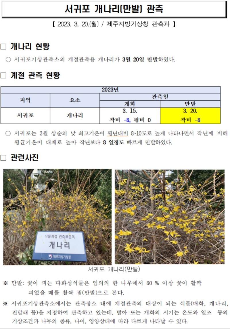 개나리_만발.JPG