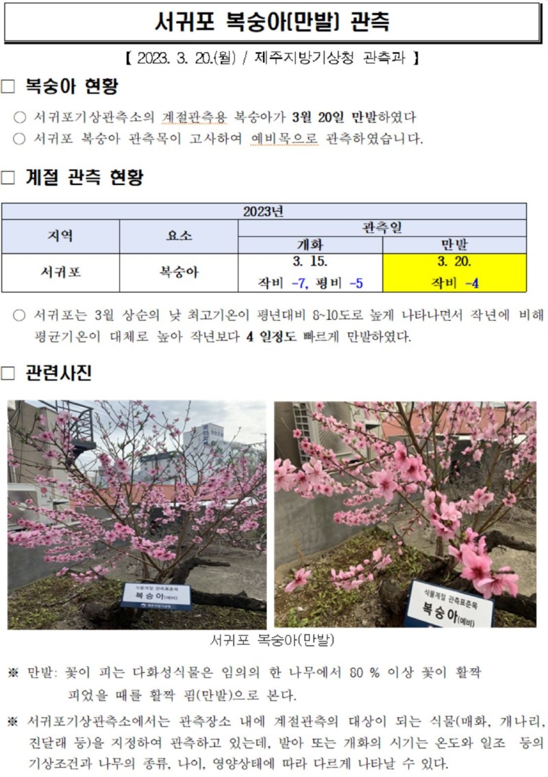복숭아_만발.JPG