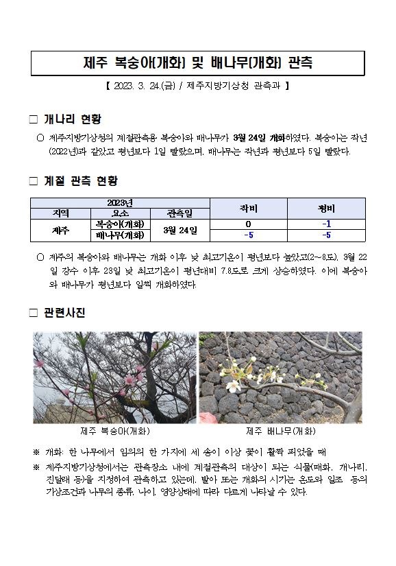 제주 복숭아, 배나무(개화) 관측.JPG