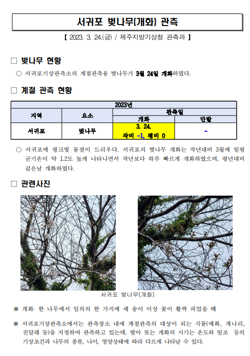 서귀포 벚나무 개화.png