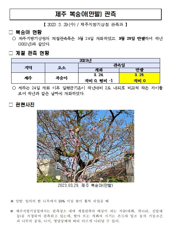 제주 복숭아(만발) 관측001.jpg