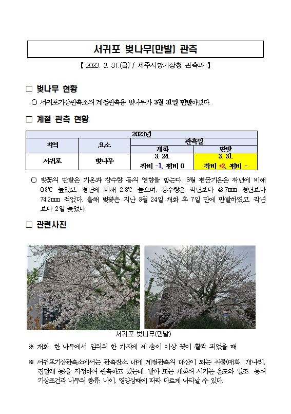 벚나무 캡처.JPG