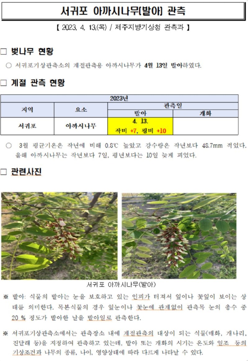 아까시나무.JPG