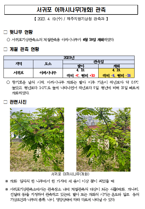서귀포 아까시나무(개화).PNG