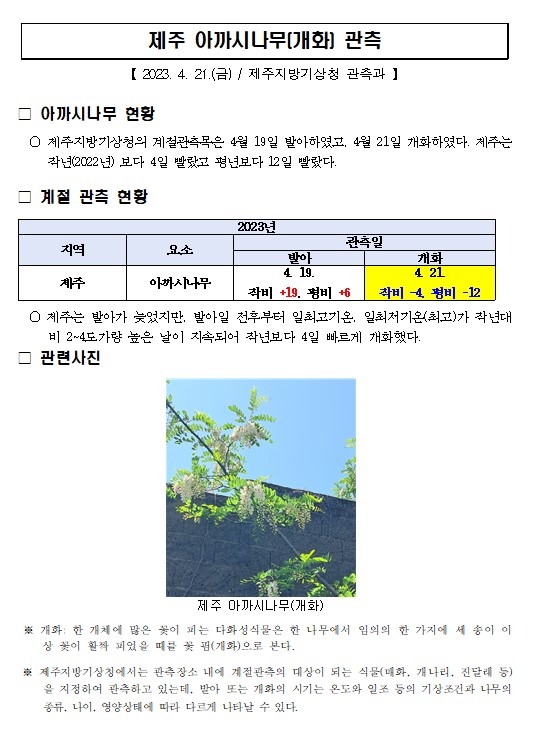 제주 아까시나무(개화) 관측001.jpg