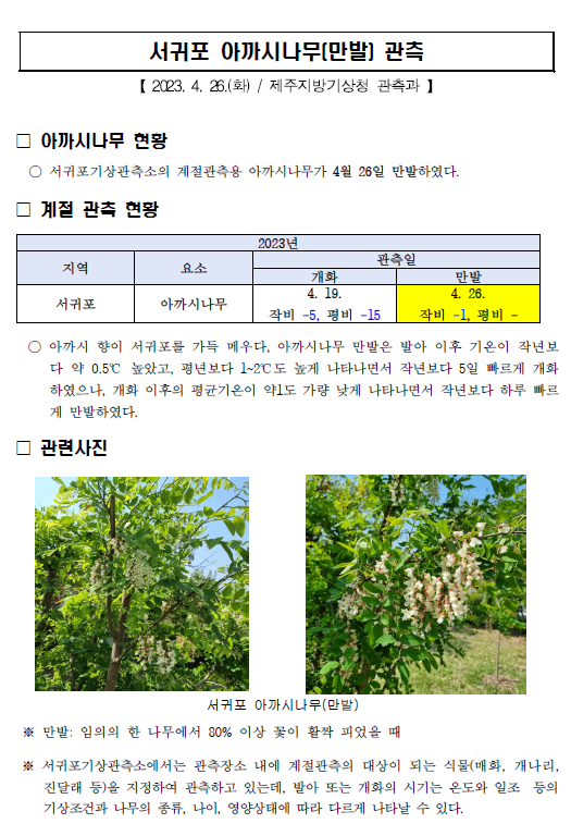 서귀포아까시 만발.png