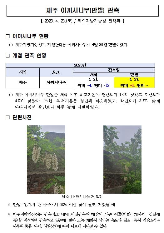 제주 아까시나무(만발) 관측.JPG