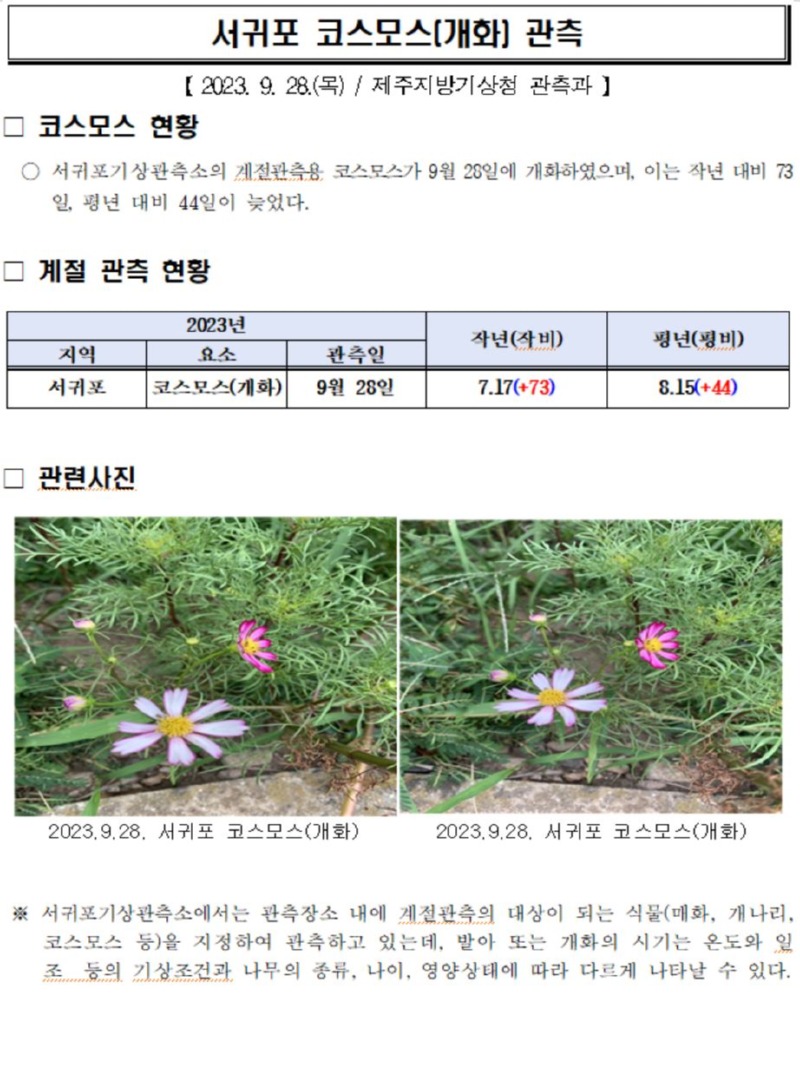 서귀포 코스모스 개화.JPG