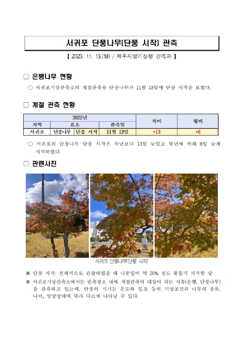 서귀포 단풍나무(단풍 시작) 관측.jpg