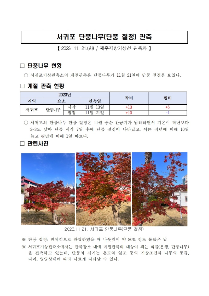 서귀포 단풍나무(단풍 절정) 관측.jpg