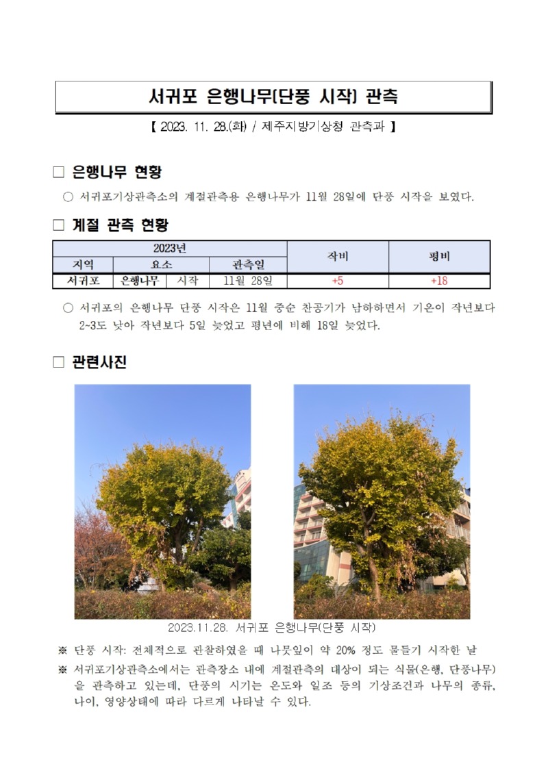 서귀포 은행나무(단풍 시작) 관측001.jpg