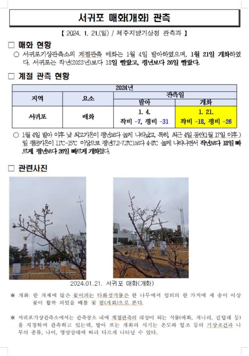 매화개화.JPG