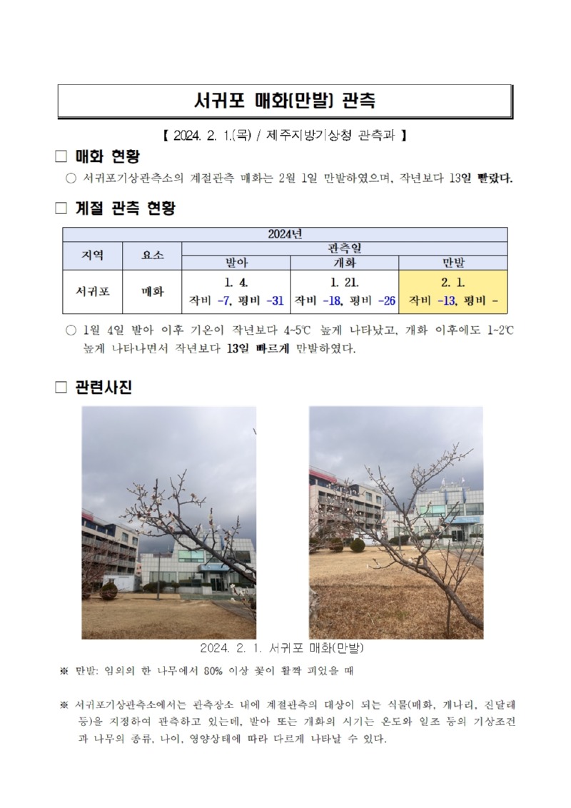 서귀포 매화(만발) 관측_20240201001.jpg