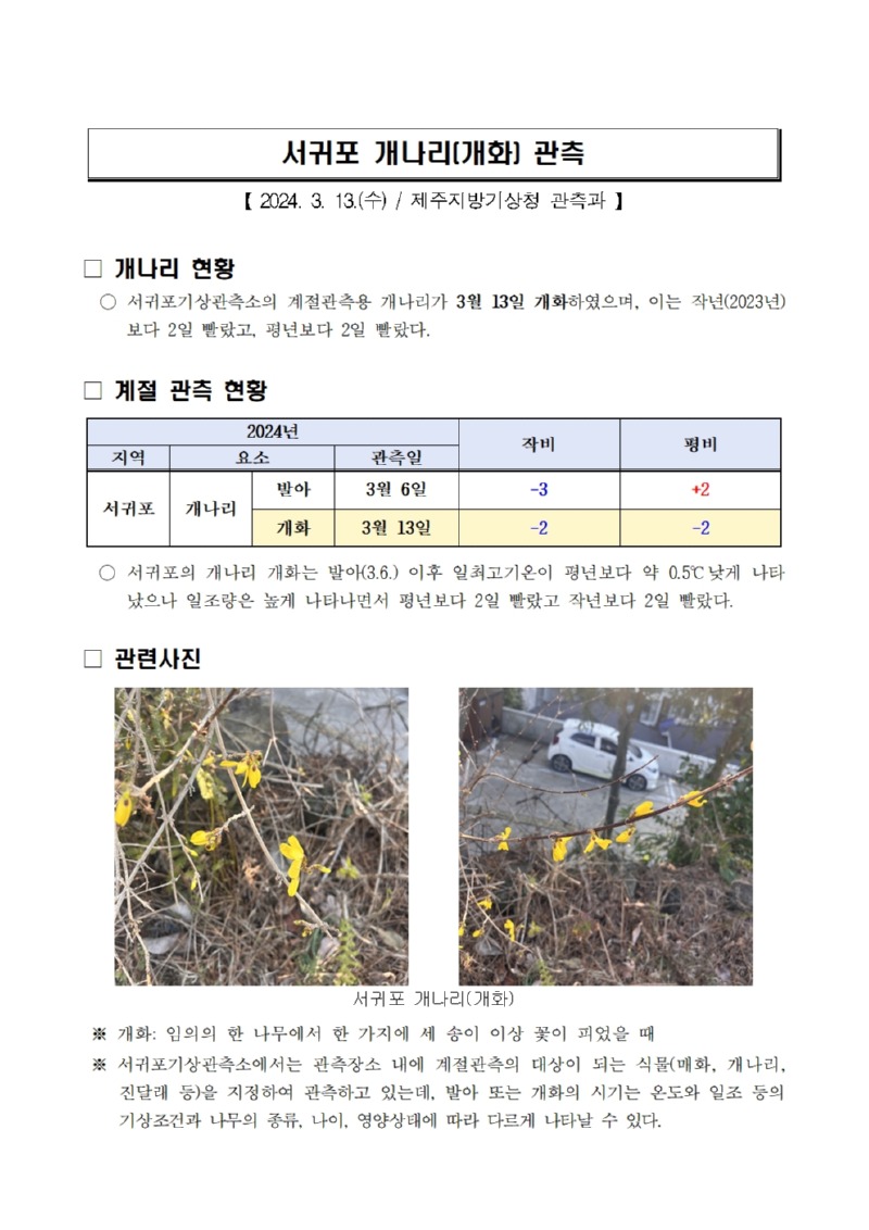 서귀포 개나리(개화) 관측_20240313001.jpg