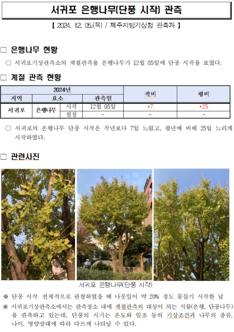 은행나무.JPG